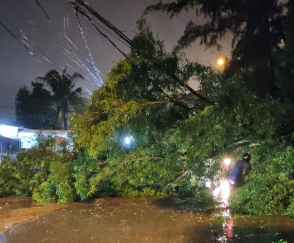 Pohon Tumbang e1610252533471