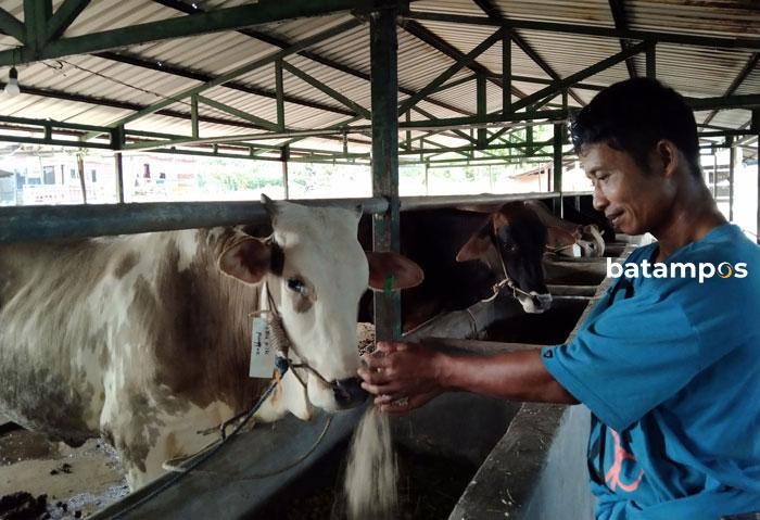 Sapi Kurban Dalil Harahap 01