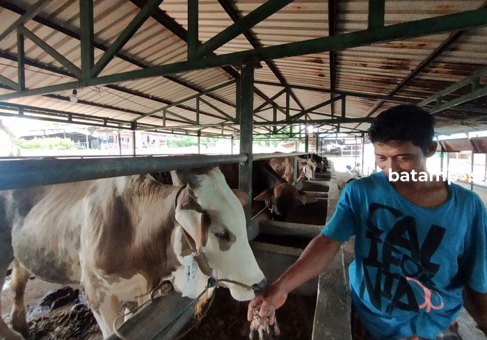 Sapi Kurban Dalil Harahap 5