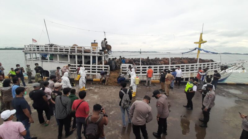 Sapi e1655720429570